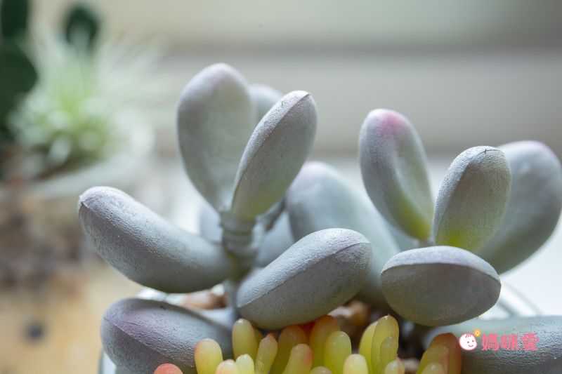 日本 KISHIMA - CT觸媒 開運消臭仿真多肉盆栽-防小人-Adele (S(6.5x7x11cm))