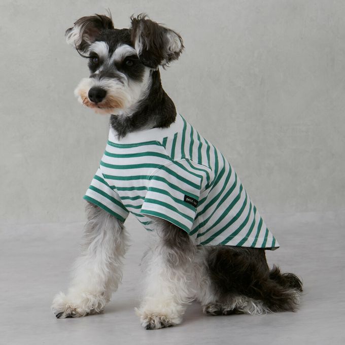 日本 petit main - [低價]接觸冷感 條紋短袖上衣-綠x白