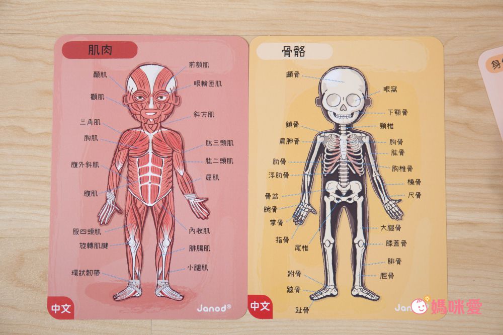 法國Janod - 【熱賣】磁鐵遊戲書-我的身體
