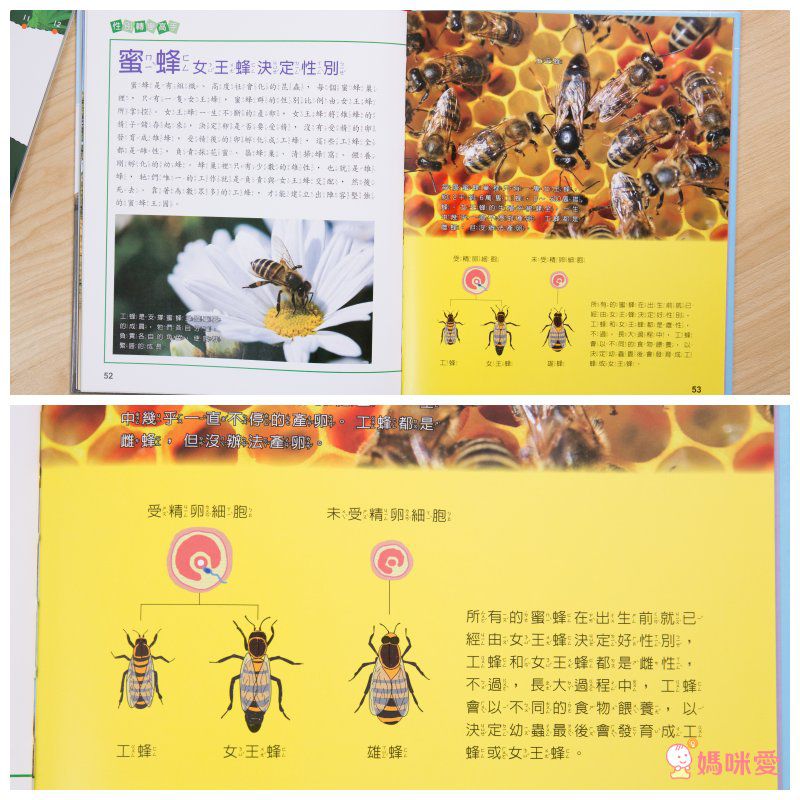 小牛頓【漫畫成語百科】語文＆科學一套搞定！看漫畫輕鬆學知識