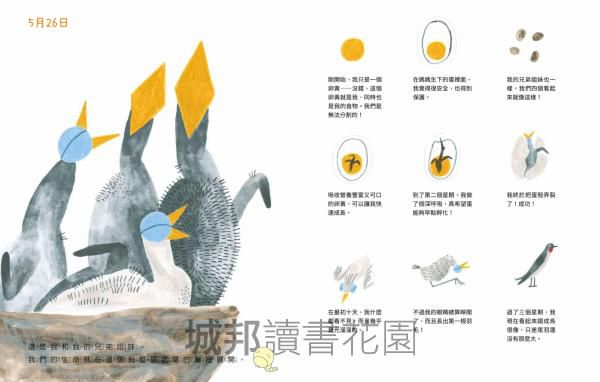 燕子遷徙日記：一段飛越地球的旅程