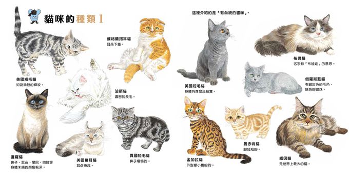 大人小孩都愛！——生活圖鑑繪本集