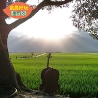 農遊超市 - 台東 | 池上鄉農會金色豐收館-稻香之旅-食農好玩單人體驗券