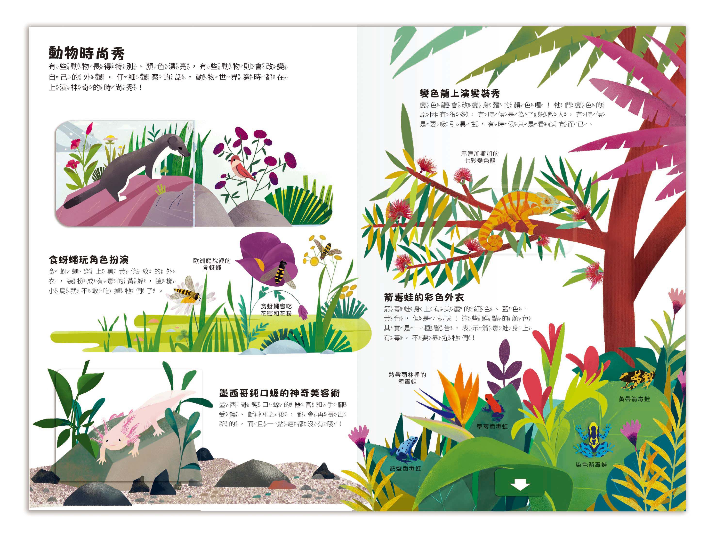 小小知識家動手大發現-動物AMAZING