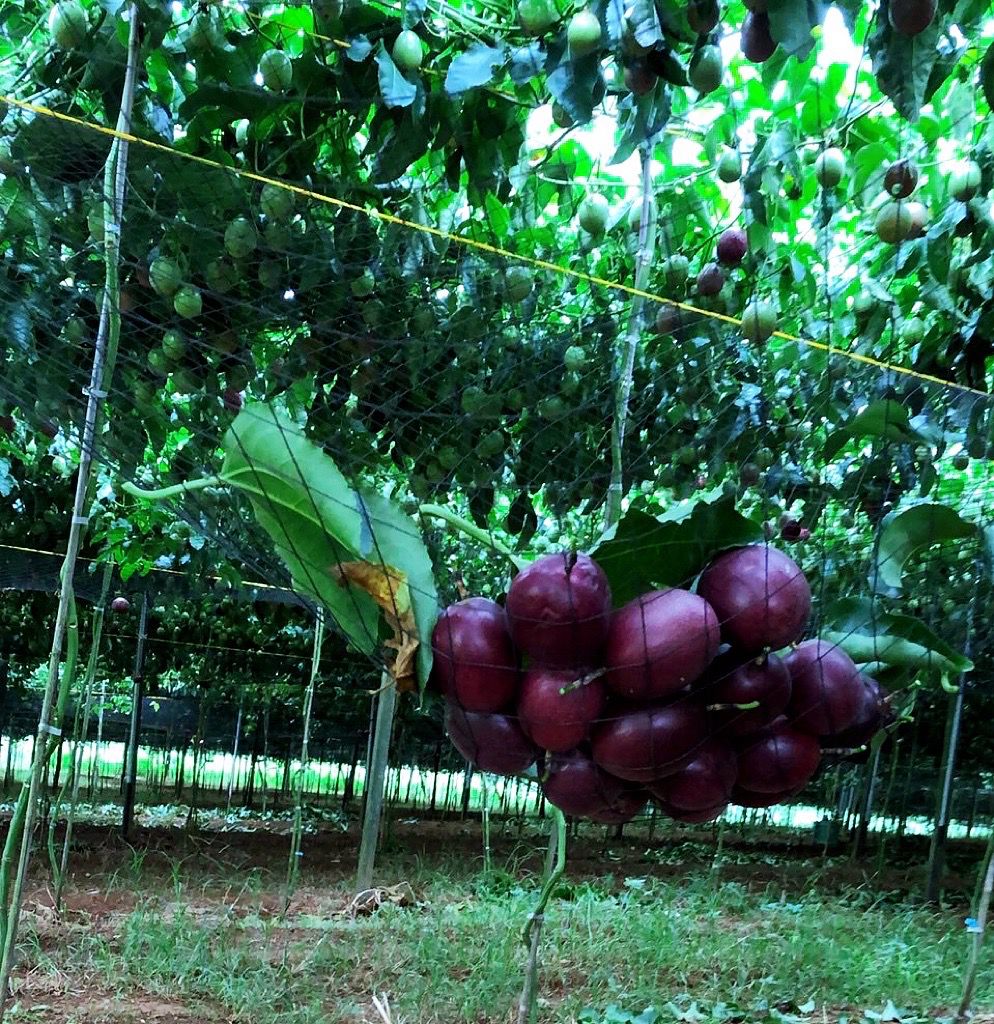 全團免運！【吊網特選香甜百香果】南投埔里直送，香甜多汁！