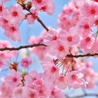 用戶頭像