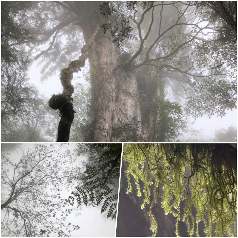 宜蘭力麗威斯汀２大２小含晚餐現省$3806！