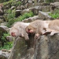 用戶頭像