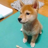 用戶頭像