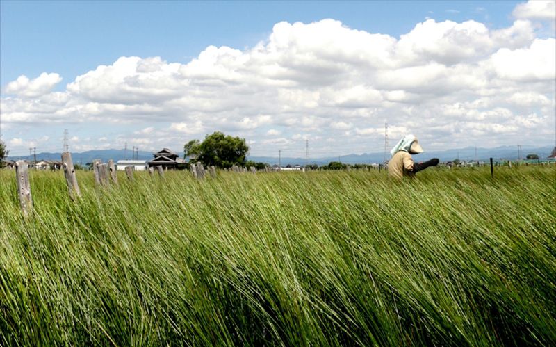 日本池彥 - 過敏協會認證 日本製防蟎蟲野餐墊 / 地毯(4-5人)-英文字-藍 (174x174cm)