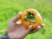 農遊超市 - 南投 | 九芎坪果園-青梅/甜柿 (250元採果通用券(適用全台37家以上農場果園))-單人採果券