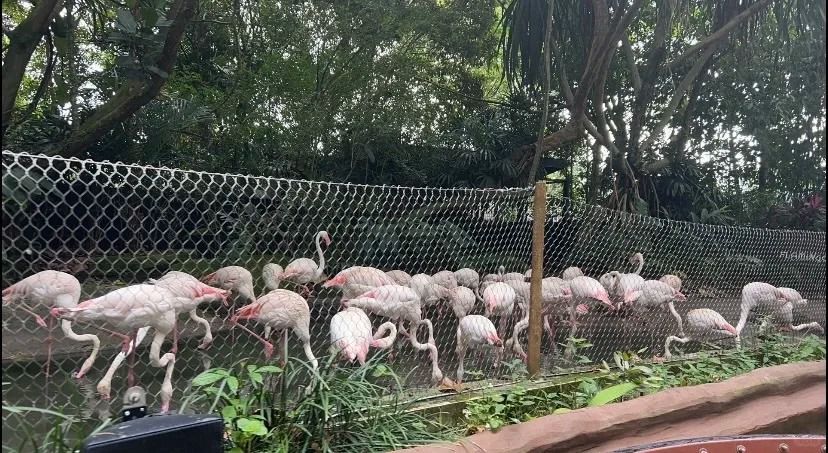 🇸🇬第一次來新加坡的河川生態園區！🐒