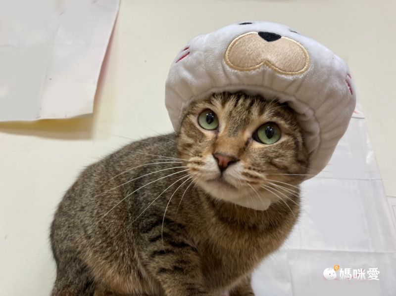 日本代購 - 麻花編織寵物帽/寵物頭套-酒紅 (M)