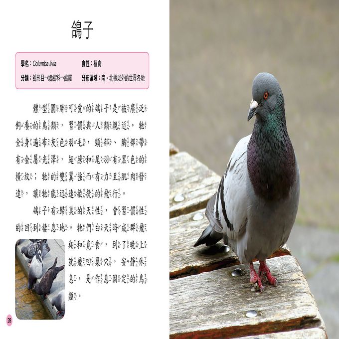 小百科圖鑑：鳥類小百科-精裝