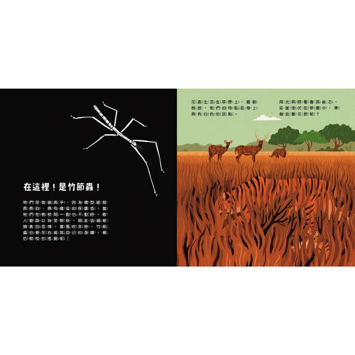 登登登！透光Show動物的偽裝術！