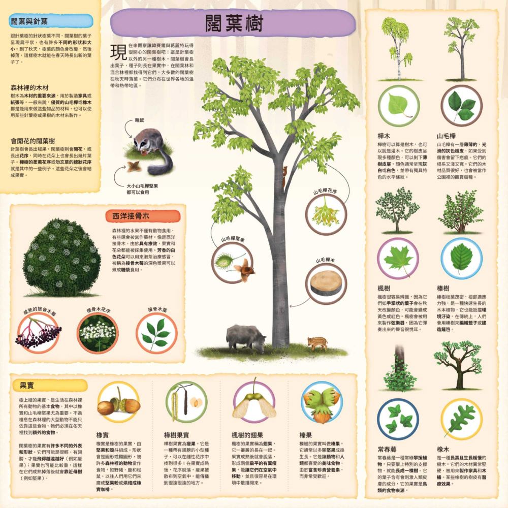 童話知識小百科翻翻書2跟著韓賽爾兄妹認識森林植物