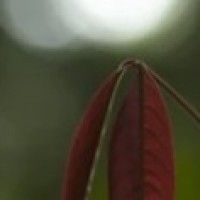 用戶頭像