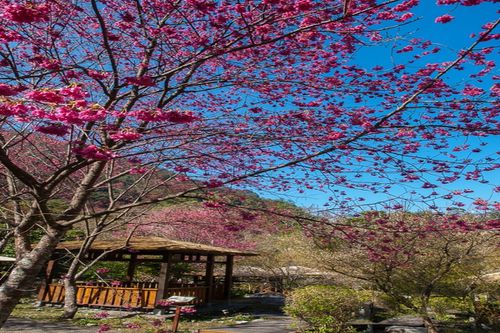 電子票券 - 台中-八仙山國家森林遊樂區門票全票| 平假日均可使用