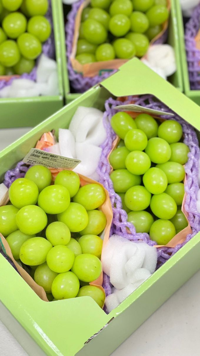 果子禮 - 日本麝香葡萄2房入禮盒-(500-550g ±10%/X2房)