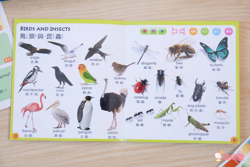 双美生活文創 - ABC點讀學習寶盒-波波狗點讀筆*1隻＋ABC認知圖典*1本＋圖鑑點讀書*1本＋ABC點讀掛圖*1張＋注音點讀卡*1張