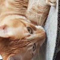 用戶頭像