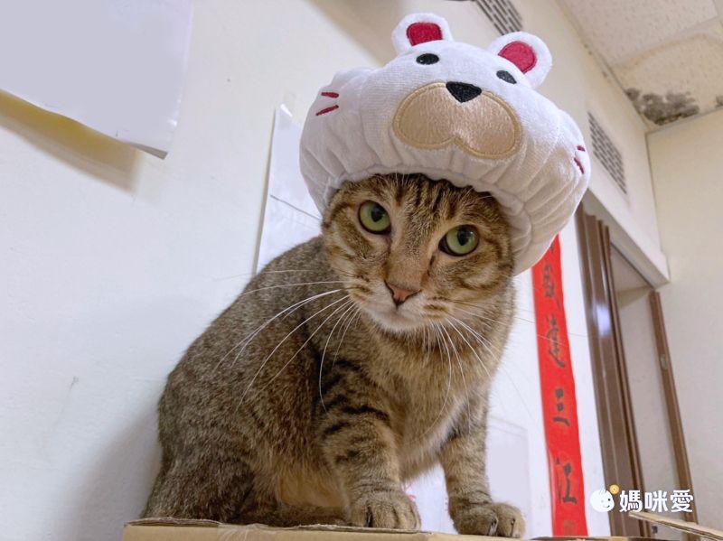 日本代購 - 麻花編織寵物帽/寵物頭套-酒紅 (M)