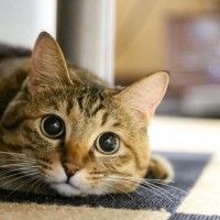 用戶頭像