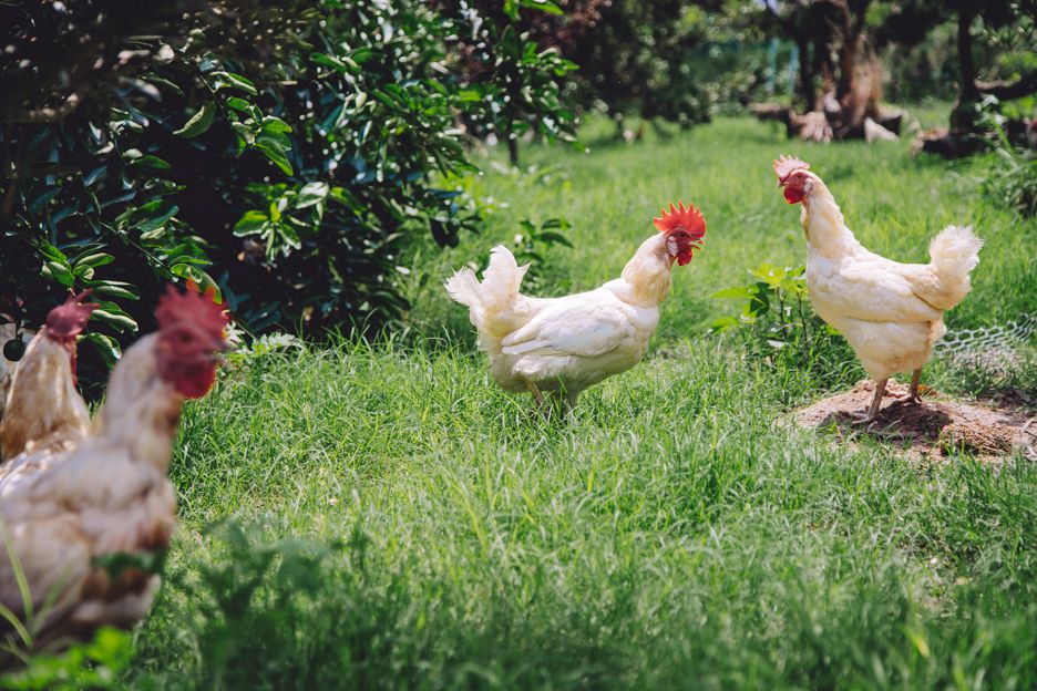 傻蛋-友善放牧蛋 - 紅羽土雞蛋-1箱/40顆