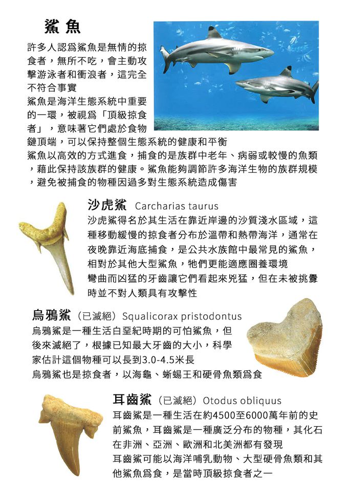 NATIONAL GEOGRAPHIC - 國家地理頻道 探秘鯊齒挖掘套組