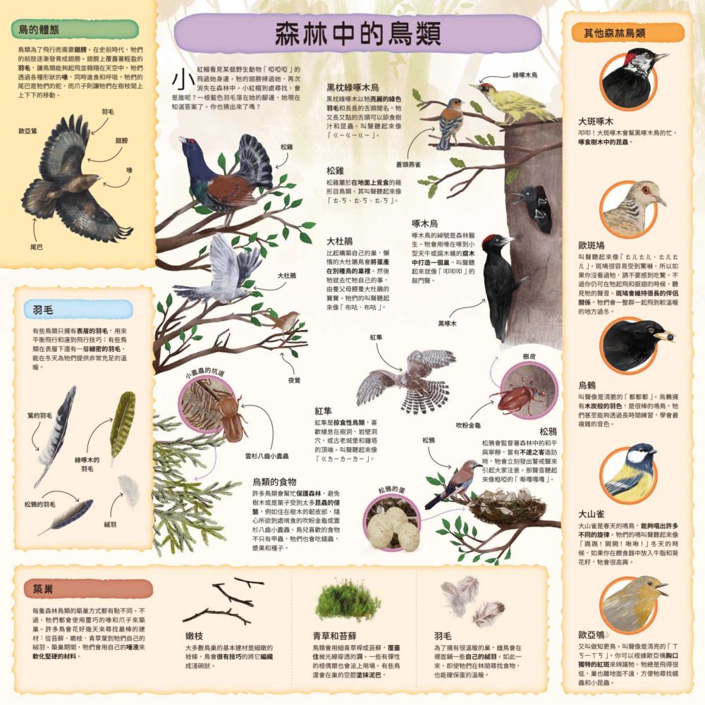 童話知識小百科翻翻書1跟著小紅帽認識森林動物
