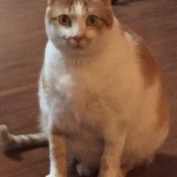 用戶頭像
