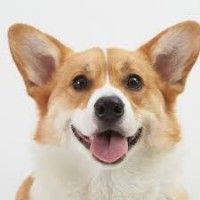 用戶頭像