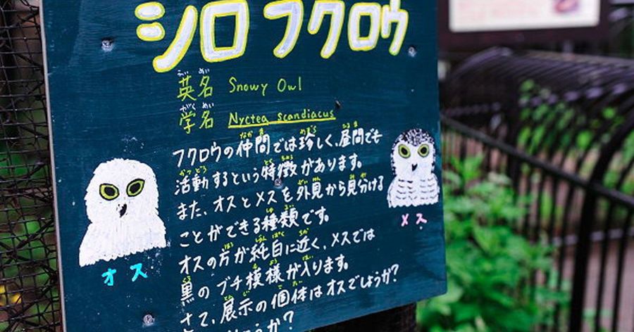 【日本北海道之旅 】Day3 Part1 北海道旭山動物園