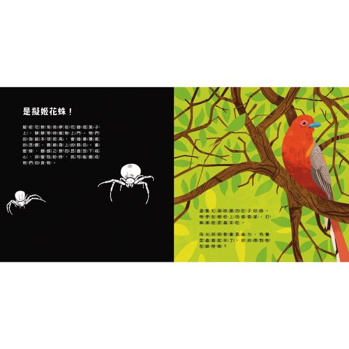 登登登！透光Show動物的偽裝術！