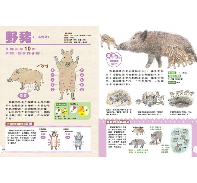 動物媽媽的乳房：動物比較圖鑑-精裝