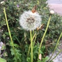 用戶頭像
