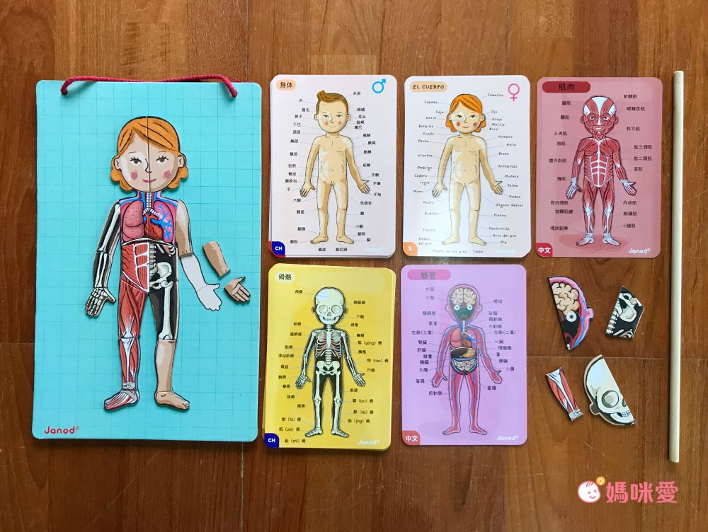 法國Janod - 【熱賣】磁鐵遊戲書-我的身體