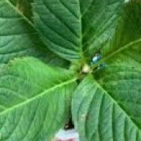 用戶頭像