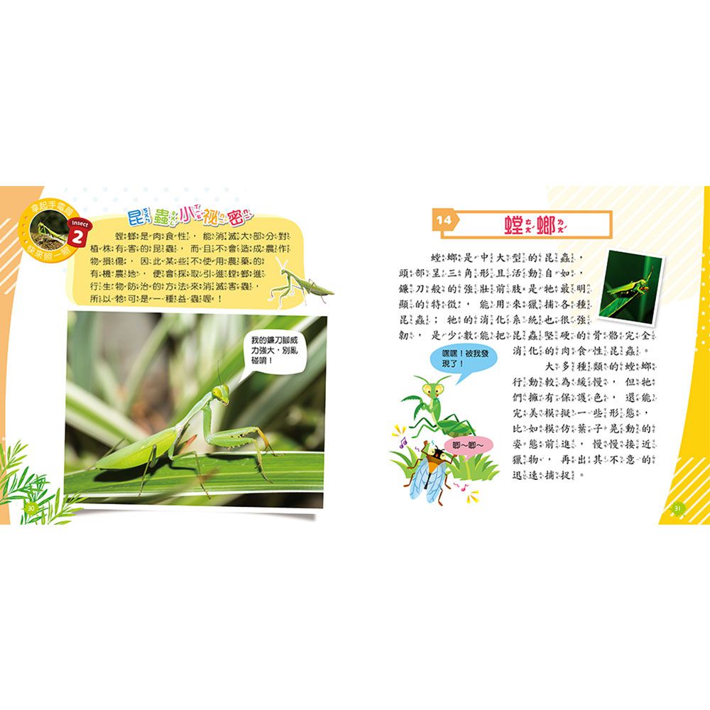 忍者兔魔法投影手電筒:昆蟲王國百科圖鑑