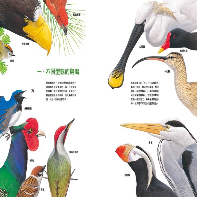 形形色色的鳥嘴