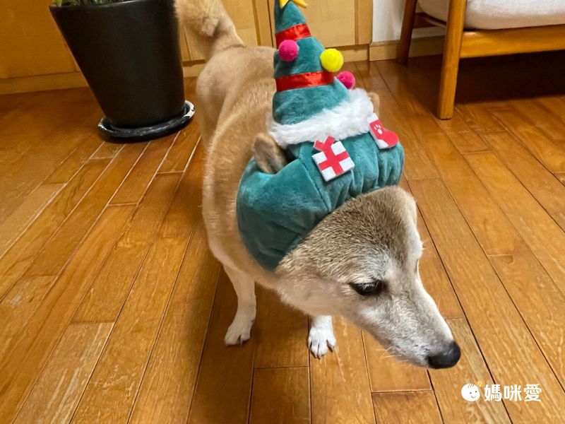 日本代購 - 麻花編織寵物帽/寵物頭套-酒紅 (M)