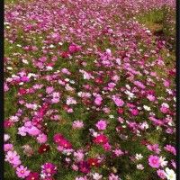 用戶頭像