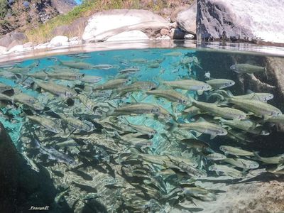 【即買即用】 - 嘉義-達娜伊谷自然生態園區入園門票優惠票
