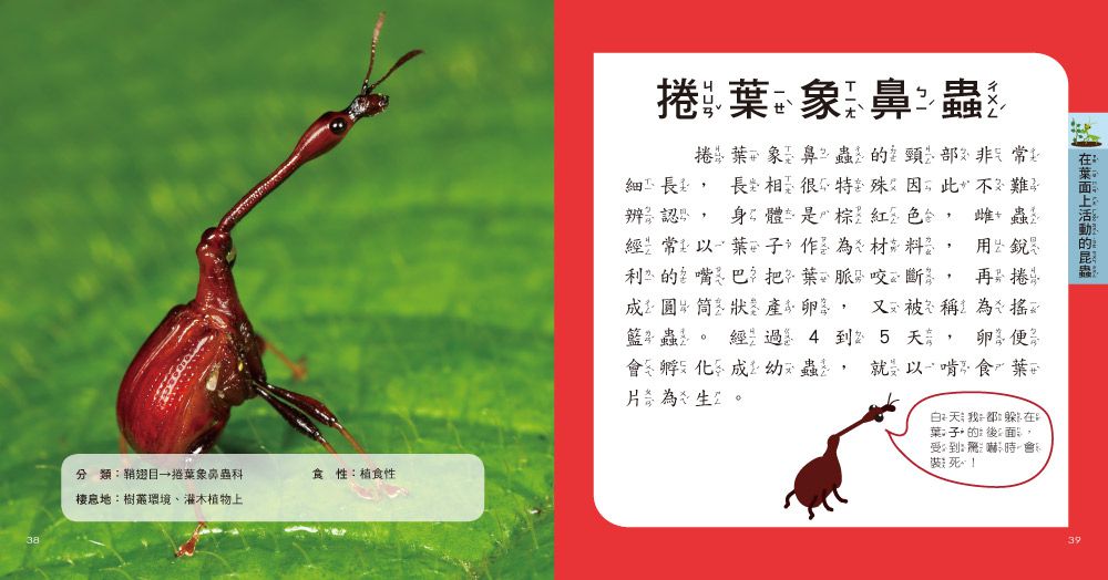 我的第一本昆蟲博士小百科NEW-內含小百科+12款昆蟲學習模型及3個配件