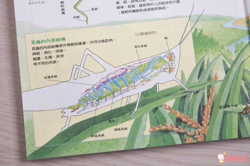 東方套書開箱☆經典必收☞ 福爾摩斯、世界經典文學、科學小百科