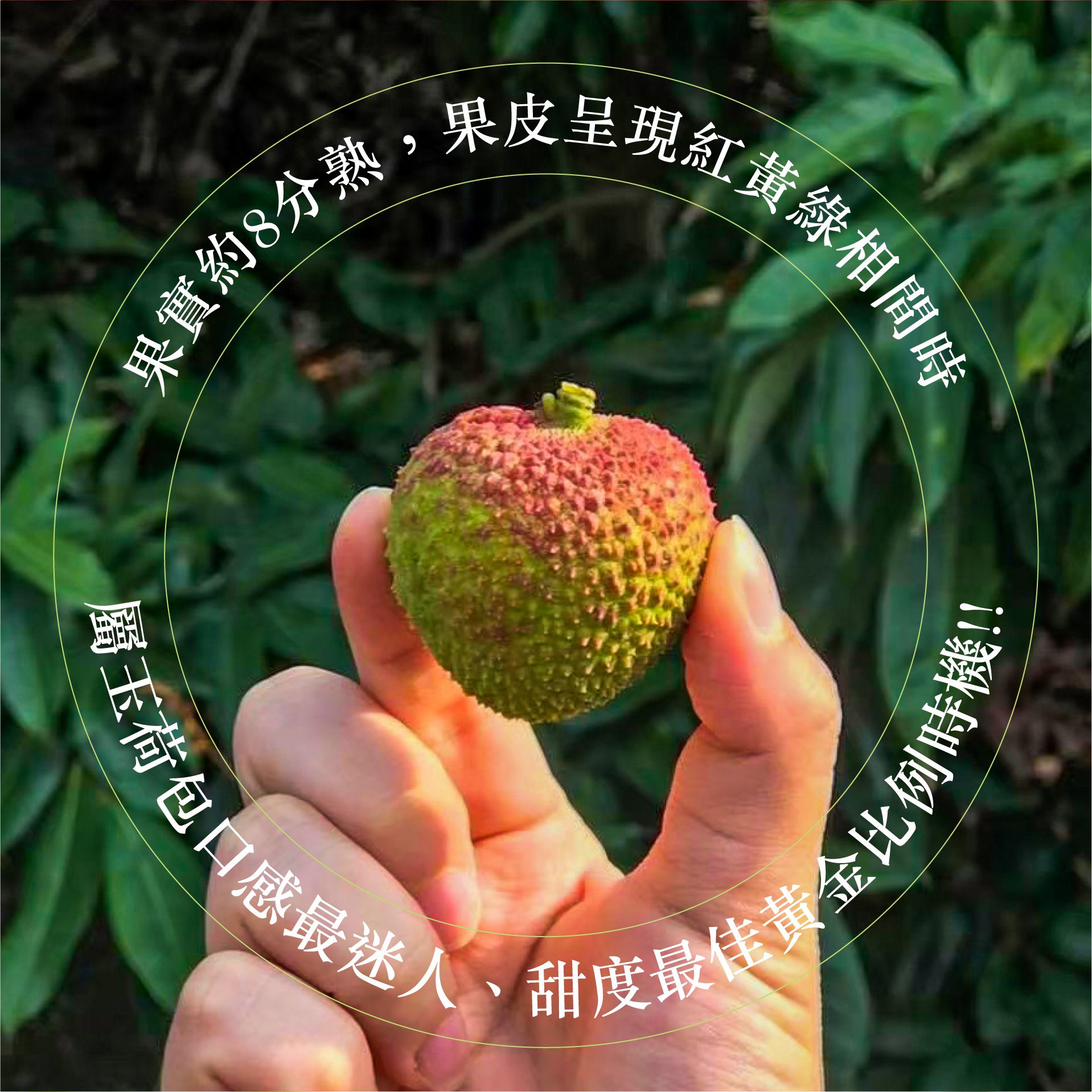 爆汁玉荷包/荔枝！高雄大樹頂級產銷 ☞產地直送最新鮮