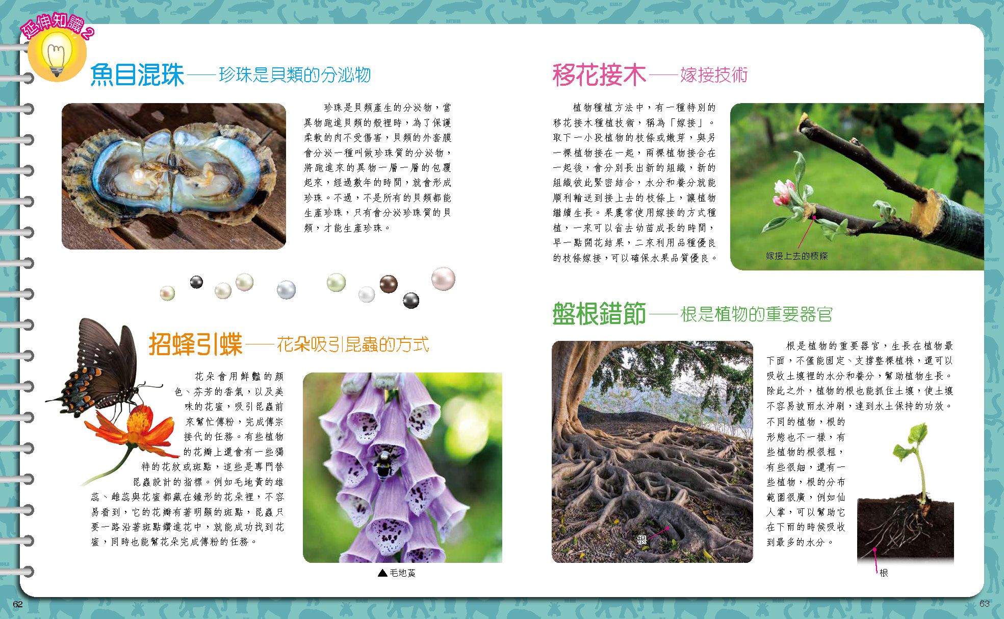 成語迷宮：蟲林鳥獸篇-平裝-全彩 (適合6-10歲)
