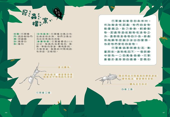 【神奇圖書館】昆蟲特戰隊(3)臭蟲騎士（中高年級知識讀本）