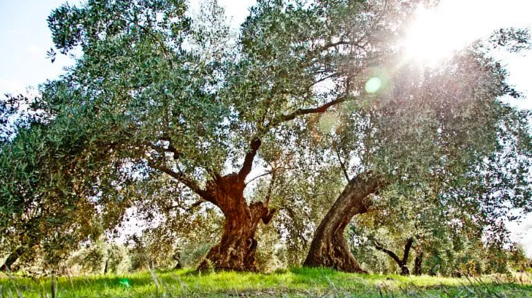 西班牙王室指定【皇嘉】冷壓初榨橄欖油－任選3件再95折！