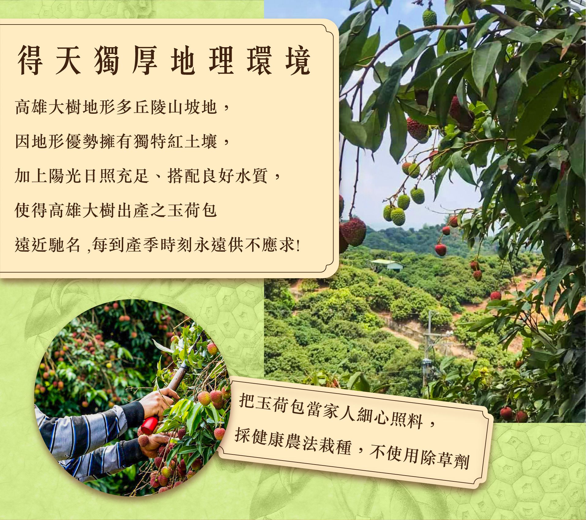 爆汁玉荷包/荔枝！高雄大樹頂級產銷 ☞產地直送最新鮮